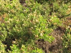 Ulex parviflorus
