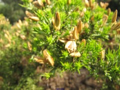 Ulex parviflorus