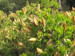 Ulex parviflorus