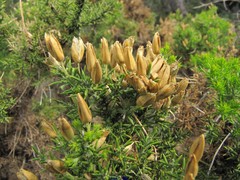 Ulex parviflorus