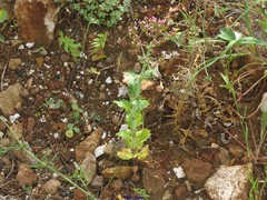 Centranthus calcitrapae