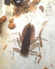Epeorus longimanus