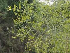 Retama monosperma