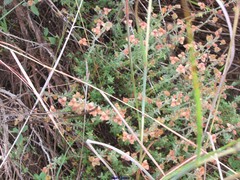 Fumana thymifolia