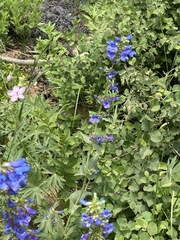 Penstemon cyananthus