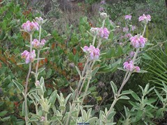 Phlomis purpurea