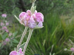 Phlomis purpurea