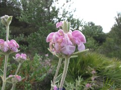 Phlomis purpurea