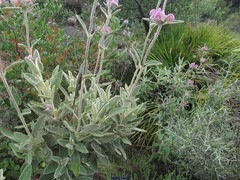 Phlomis purpurea