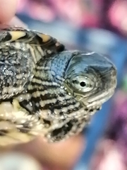 Mauremys leprosa leprosa