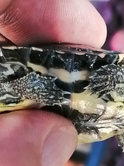 Mauremys leprosa leprosa