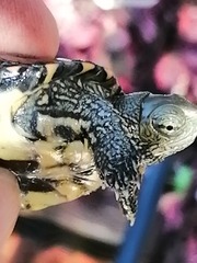 Mauremys leprosa leprosa