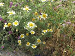 Glebionis coronaria