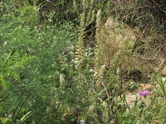 Reseda alba