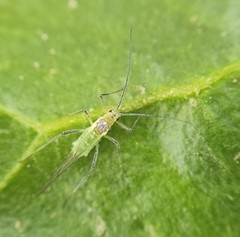 Euceraphis punctipennis