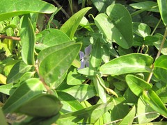 Vinca difformis