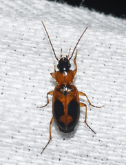 Badister neopulchellus