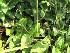Vinca difformis