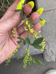 Melilotus officinalis