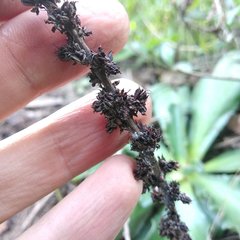 Thompsonella minutiflora