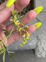 Melilotus officinalis