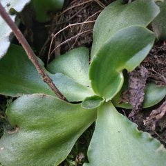 Thompsonella minutiflora