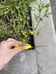 Melilotus officinalis