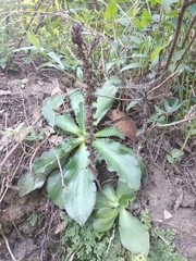 Thompsonella minutiflora