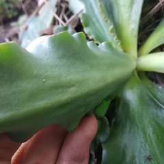 Thompsonella minutiflora