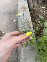 Tripleurospermum inodorum