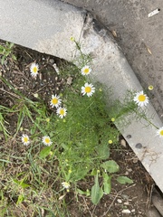 Tripleurospermum inodorum