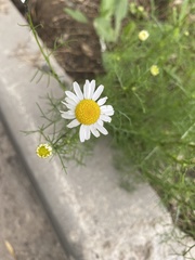 Tripleurospermum inodorum