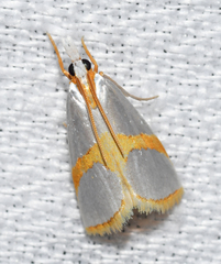 Vaxi auratellus