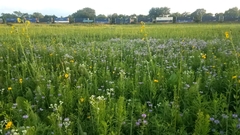 Silphium terebinthinaceum
