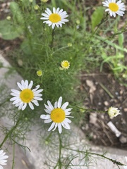 Tripleurospermum inodorum