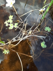 Ranunculus schmalhausenii