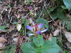 Tricyrtis lasiocarpa