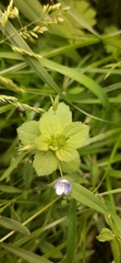 Veronica persica
