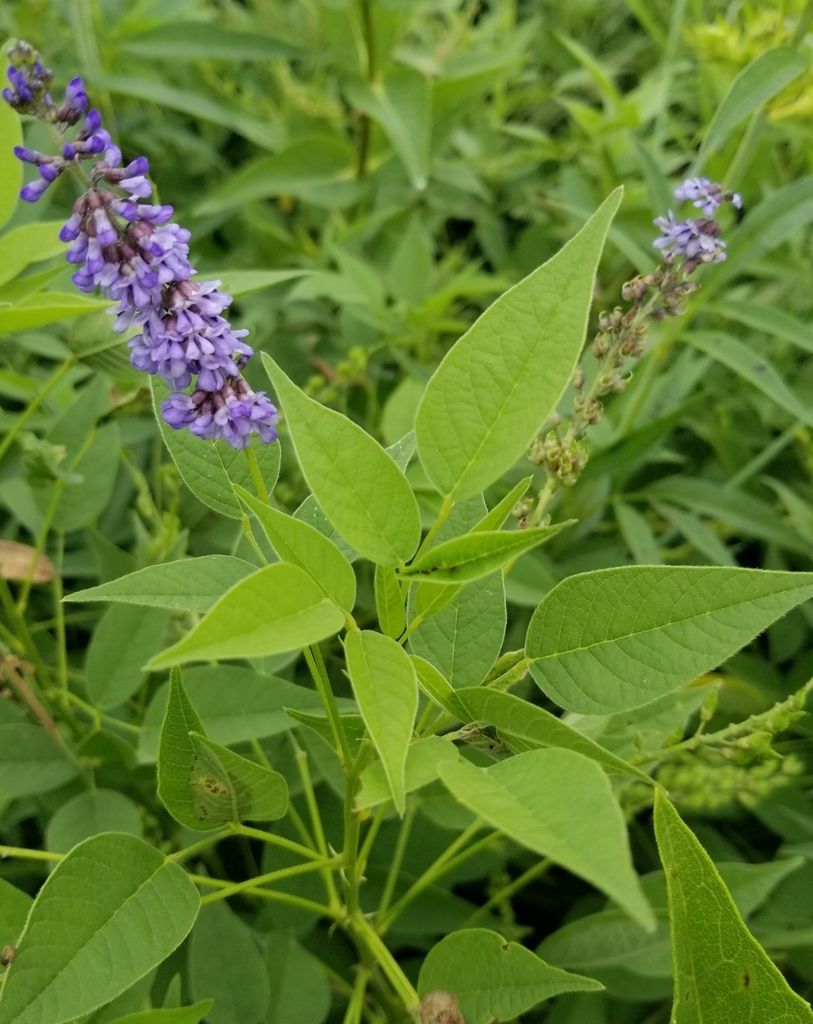 French-grass