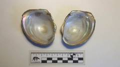 Anodontites trapezea