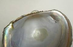 Anodontites trapezea