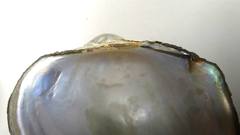 Anodontites trapezea