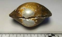 Anodontites trapezea