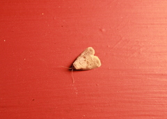 Hyperstrotia pervertens