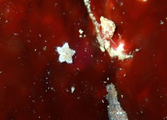 Asterina