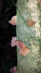Auricularia fuscosuccinea