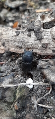 Dorcus parallelipipedus