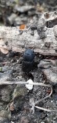 Dorcus parallelipipedus