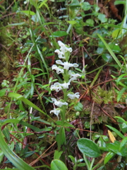Platanthera brevicalcarata