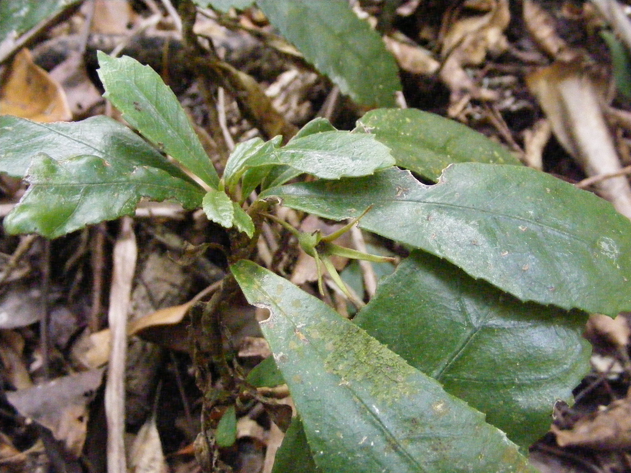 Gesneria pumila